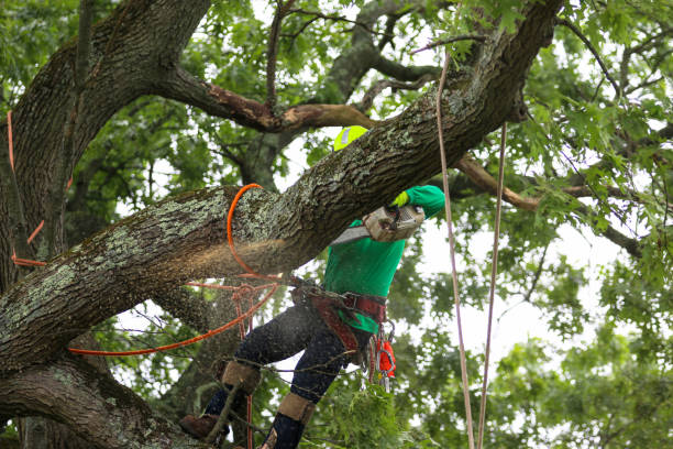 Best Tree Risk Assessment  in Cloverleaf, TX
