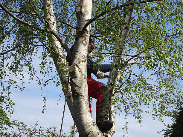 How Our Tree Care Process Works  in  Cloverleaf, TX