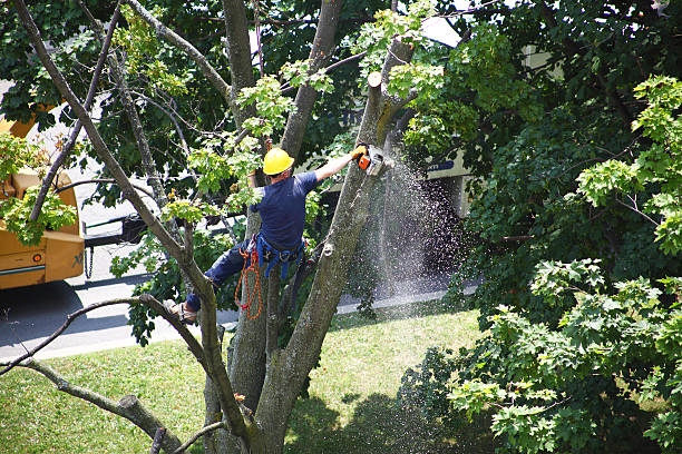 Leaf Removal in Cloverleaf, TX
