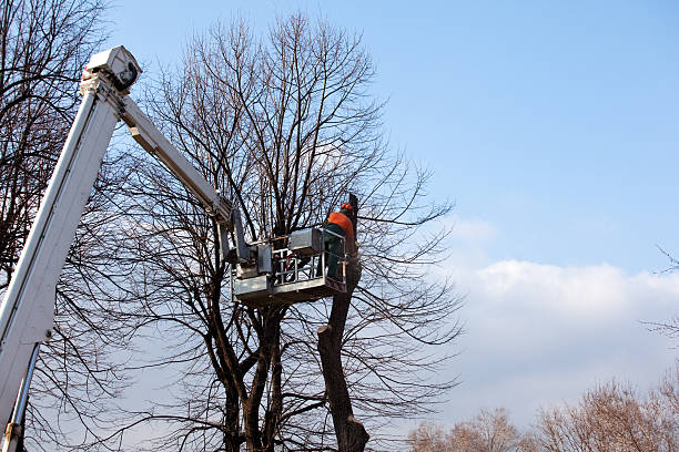 Professional Tree Care in Cloverleaf, TX